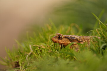 SAPO