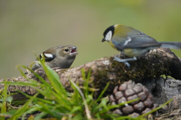 AVES