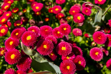 A lot of daisy red bellis flower.Red common daisy bellis flowers in summer garden.Selective focus © Jelena