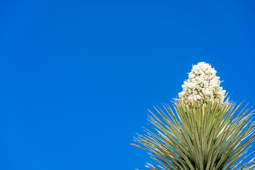 Dramatic view of a flowering bloom of a Yucca brevifolia at Joshua Tree National Park in...