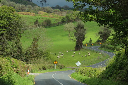 Winding rural road climbing hill, bordered by fields of farmland pastures featuring grazing sheep in County Leitrim, Ireland
