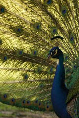 Obraz premium PAVO REAL