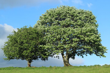 Hornbeam tree and Hawthorn tree with leaves blossoming, side-by-side on hill in field in rural Ireland