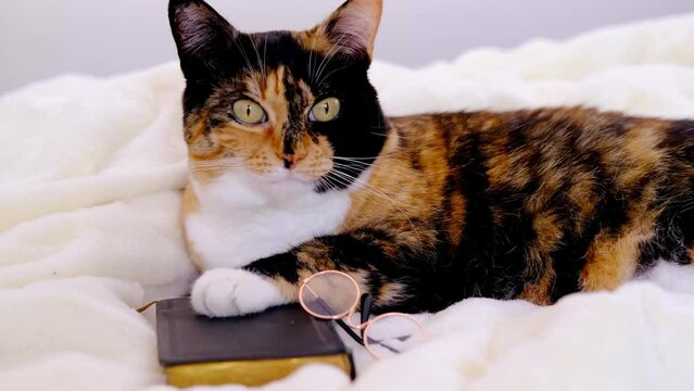 close-up of beautiful brown tricolor adult smart cat in round glasses proudly lies on white soft plush blanket, looks around, reads book, family bible, concept of knowledge, importance of education