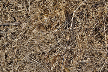 The texture of dry grass. Harvesting hay for livestock