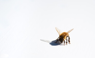 Bee on white background