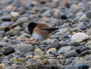 junco on the rocks