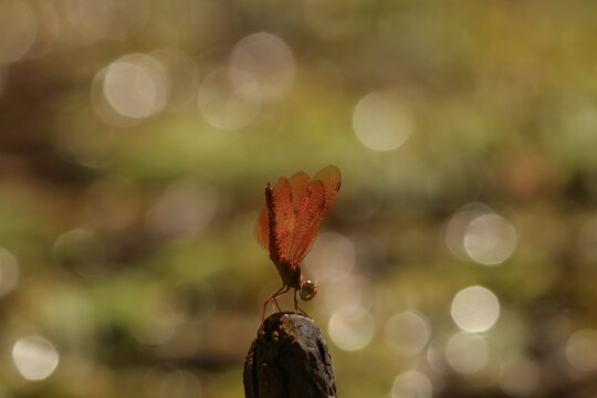 A dragonfly resting with a bukeh effect in the background