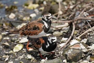 ruddy stoneturn in a seashore