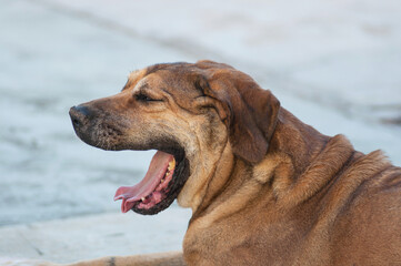 large dog yawning in profile shot