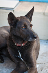 black shepherd dog looking elegant
