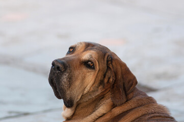 headshot - dog looking over its shoulder