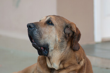 cute big dog looking away in profile