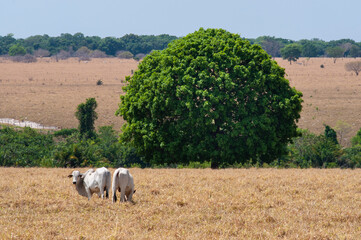cattle on the dry hay during the hot summer