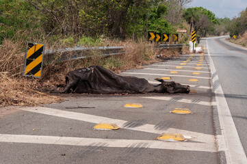 run over cow by the roadside