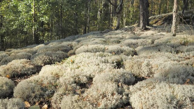 The look of the white reindeer moss in Espoo Finland found in the forest ground .geology shot.4k