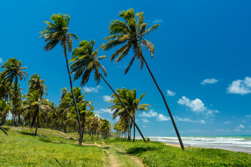 Obraz premium Imbassai Beach, near Salvador, Bahia, Brazil on October 15, 2016. Coconut grove by the sea.