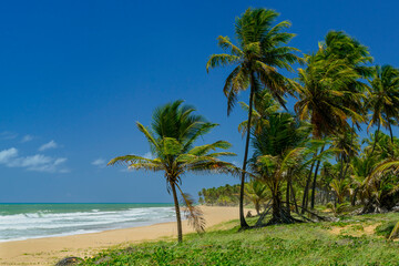 Imbassai Beach, near Salvador, Bahia, Brazil on October 15, 2016. Coconut grove by the sea.