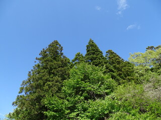 初夏の森と青空