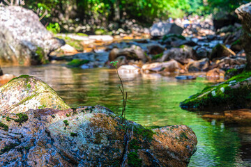 계곡의 바위틈에서 자라는 작은 나무, 보은 만수계곡