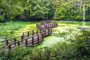 Fototapeta premium 연못을 가로지르는 수상 산책로, 대전 장태산 자연휴양림에 위치-A water walkway across a pond, located in Daejeon Jangtaesan Natural Recreation Forest