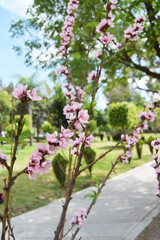 Obraz premium Pink Flower 2