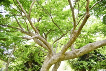 モミジの新緑・季節の背景素材