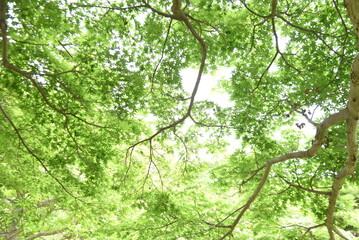 Fototapeta na wymiar Japanese maple fresh green leaves. Early summer seasonal background material.