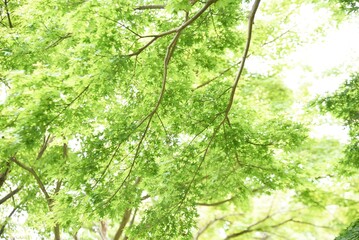 モミジの新緑・季節の背景素材