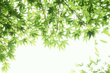 モミジの新緑・季節の背景素材