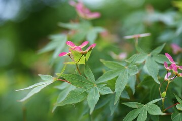 Japanese maple fresh green leaves. Early summer seasonal background material.