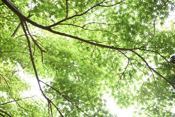 Fototapeta na wymiar Japanese maple fresh green leaves. Early summer seasonal background material.