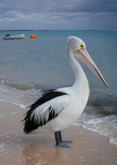 Fototapeta na wymiar Aussie Pelican Wading at Seashore