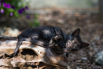Black smoke Bengal Kitten liegt auf einrm Baumwurzel in der Sonne