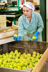 Skilled female employee in uniform inspecting quality of apples in box in sorting factory