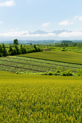 Naklejka premium 丘陵地帯の緑のムギ畑 