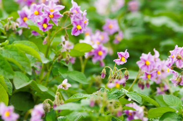 Obraz premium 紫色のジャガイモの花