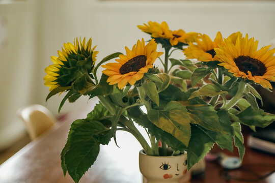 Bundle of sunflower blooms on kitchen table