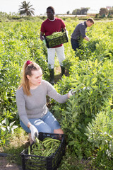 Team of workers harvests green beans on a plantation