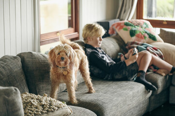 Young Cavoodle toy poodle dog standing on sofa with boy playing video games in background