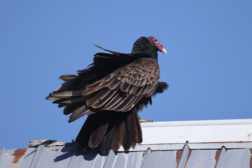 Turkey vultures roosting on barn roof on hot summer morning