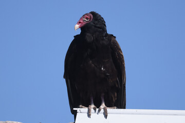 Turkey vultures roosting on barn roof on hot summer morning