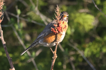 Robin on sumac eating berries