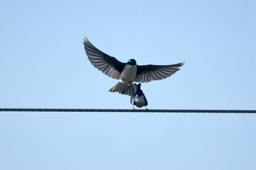 Tree Swallows mating on wire and flying fast out of the nesting box on bright summer day