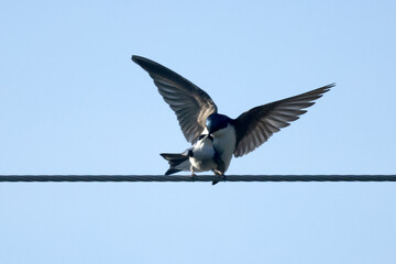 Tree Swallows mating on wire and flying fast out of the nesting box on bright summer day