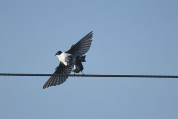 Tree Swallows mating on wire and flying fast out of the nesting box on bright summer day