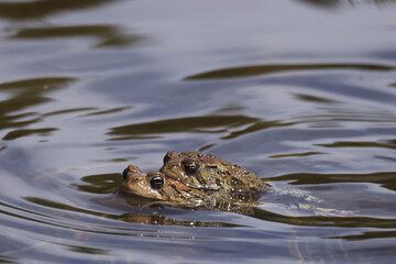 Mating toads swimming in summer park