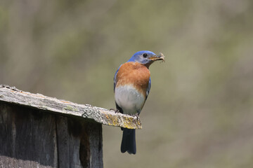 Blue Birds working hard to feed chicks in nesting box on hot summer day in riverside park setting with weathered wood box