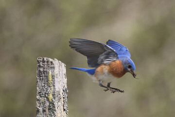 Blue Birds working hard to feed chicks in nesting box on hot summer day in riverside park setting with weathered wood box