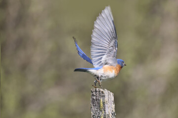 Blue Birds working hard to feed chicks in nesting box on hot summer day in riverside park setting with weathered wood box